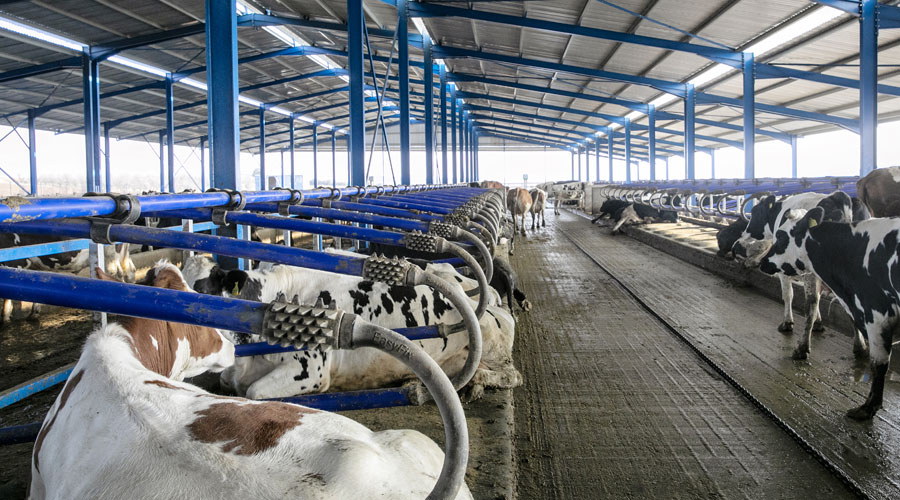 Guidelines For Dairy Housing Design Easyfix Livestock Comfort 9169
