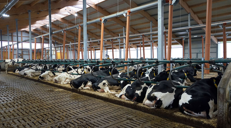 Contrasting the lying down times of cows occupying steal cubicles ...